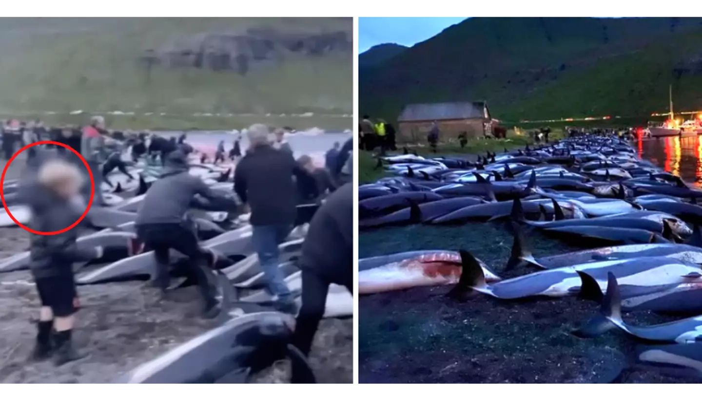 Horrific Images Show Children Watching As Almost 1500 Dolphins Slaughtered In Faroe Islands