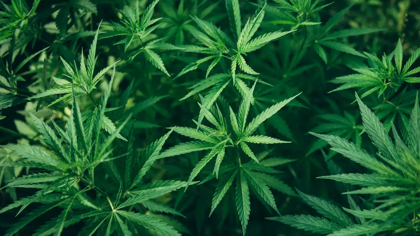 Everything that happens to your body when you stop smoking weed