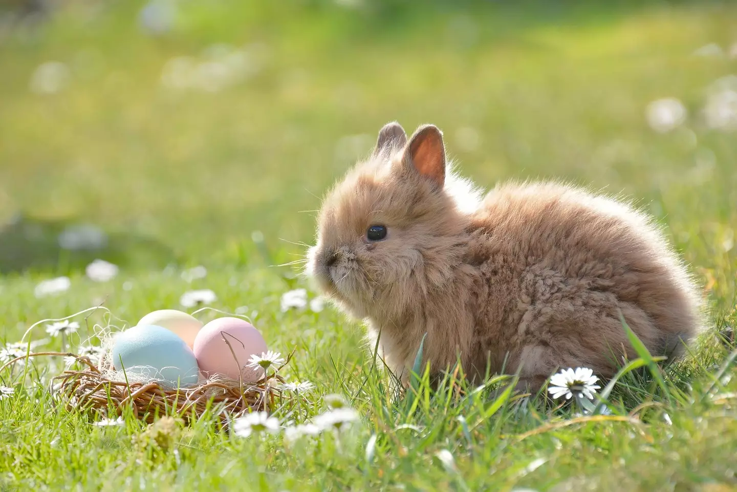 Mathew believes it's unfair to lie about the Easter Bunny.