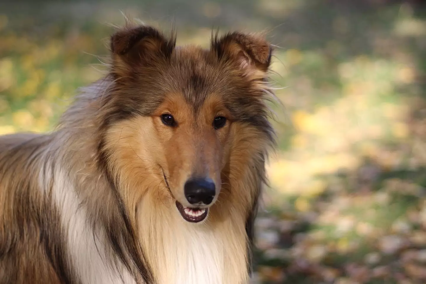 How about a Rough Collie?