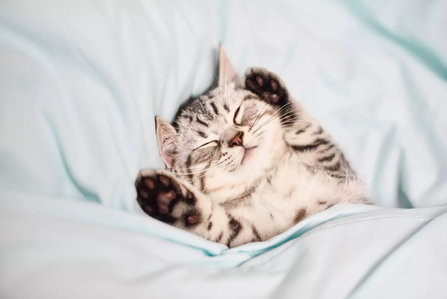 Cats also may be frightened of fireworks (Waitforlight / Getty Images)