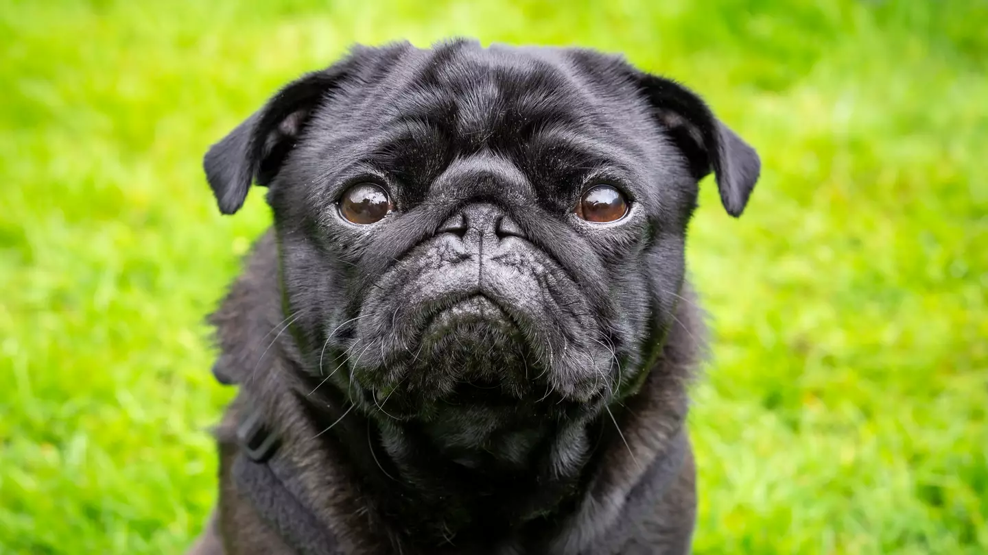 People make important point after seeing what MRI scan of pug looks like