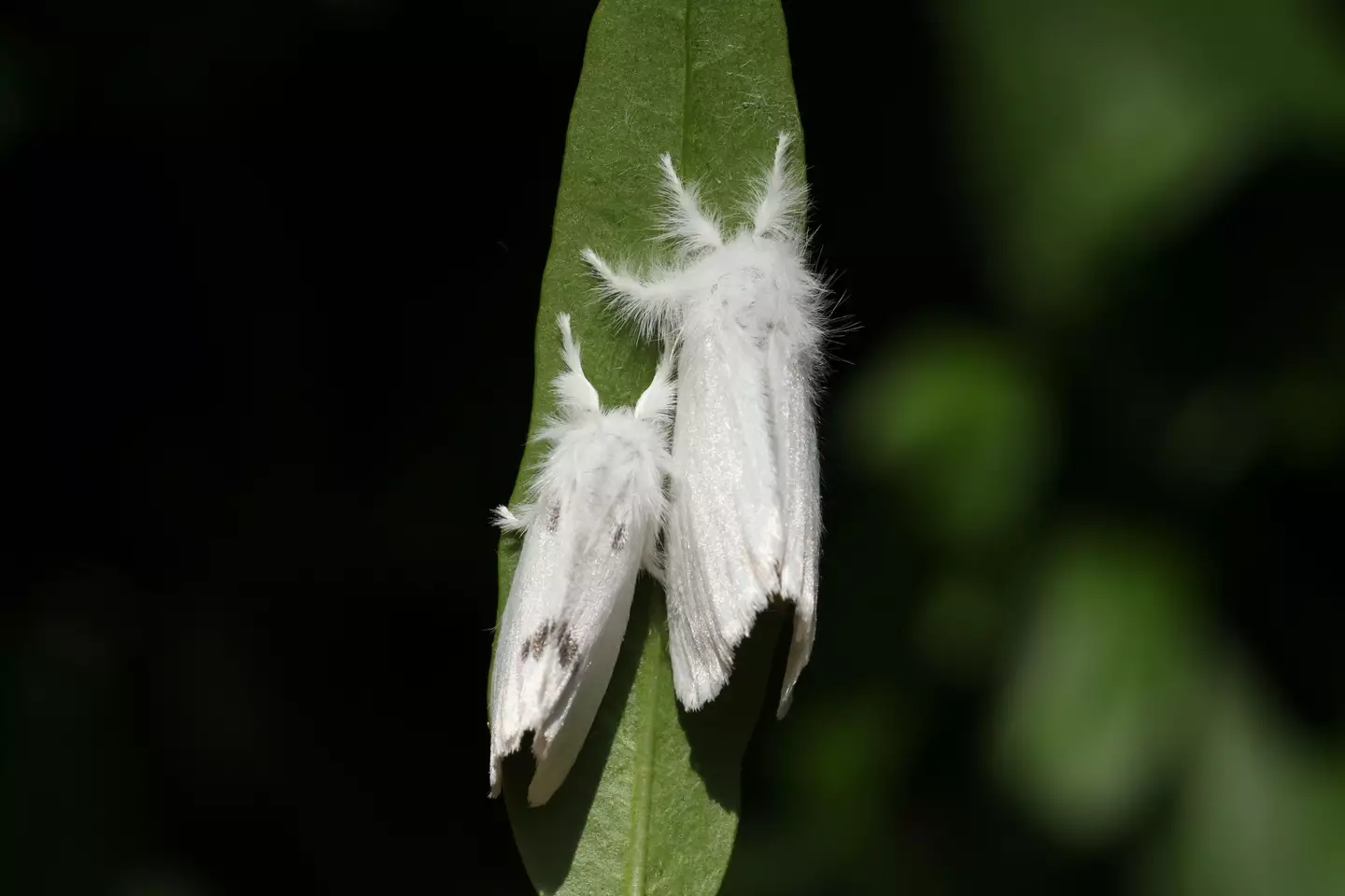 They are found mostly in southern England and Wales (