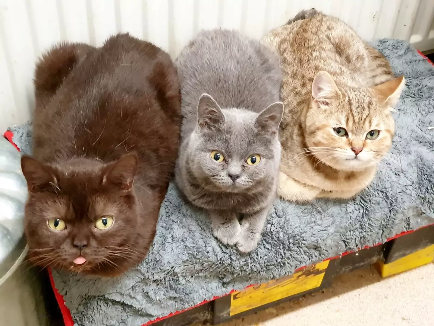 The cat-owner says she doesn’t want to give her pets up.