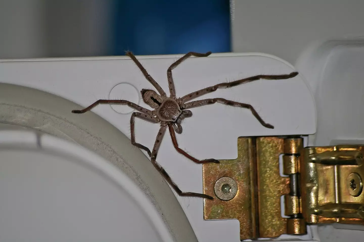 Huntsman spiders are just gentle giants... essentially.