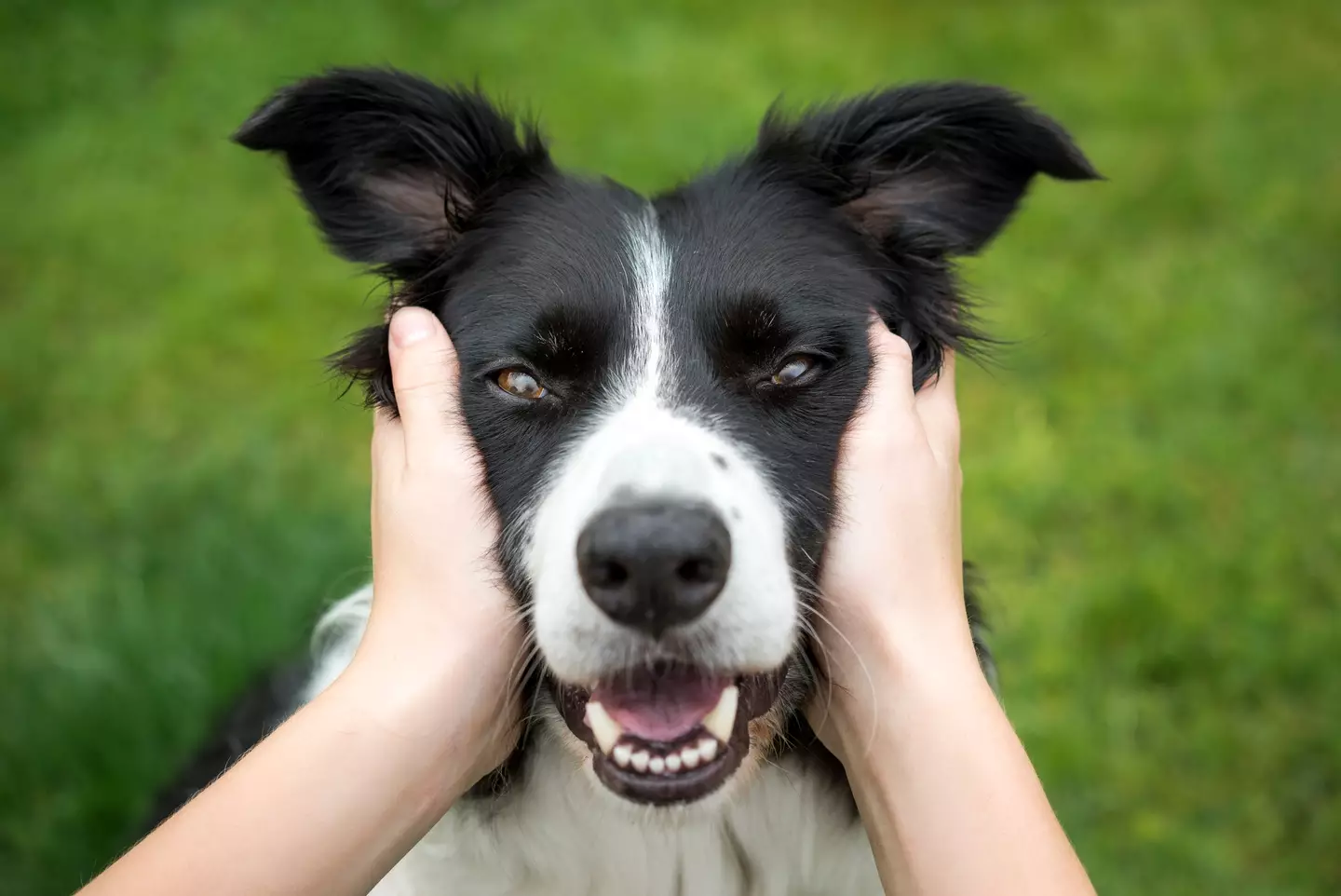 You might think Border Collies are well behaved, but they want to herd things and could start biting kids.