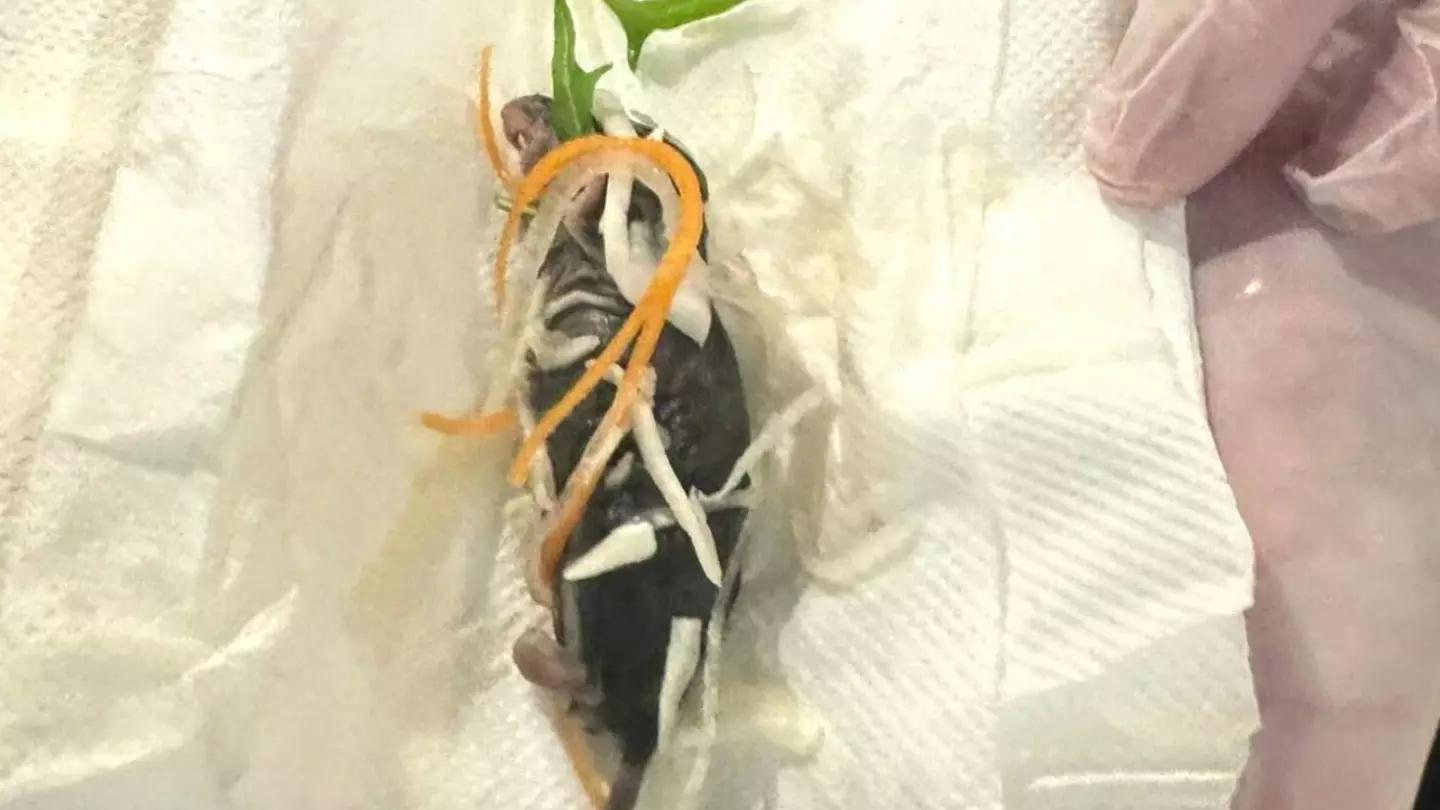Restaurant forced to apologise after customer discovers dead rat in her salad