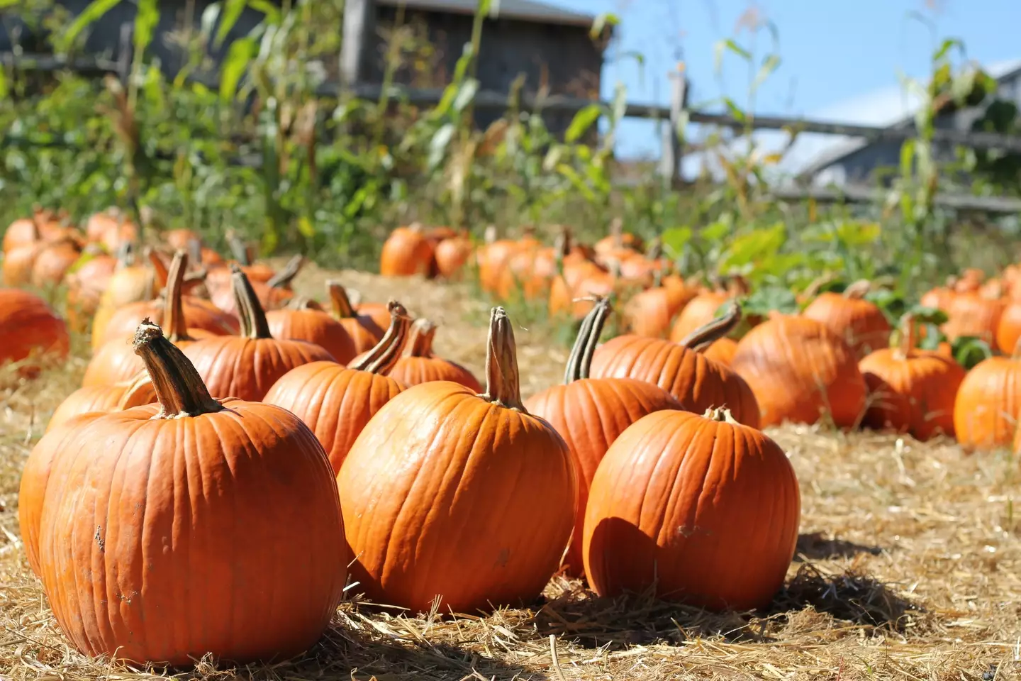 Pumpkin picking is the perfect way to get in the Halloween spirit.