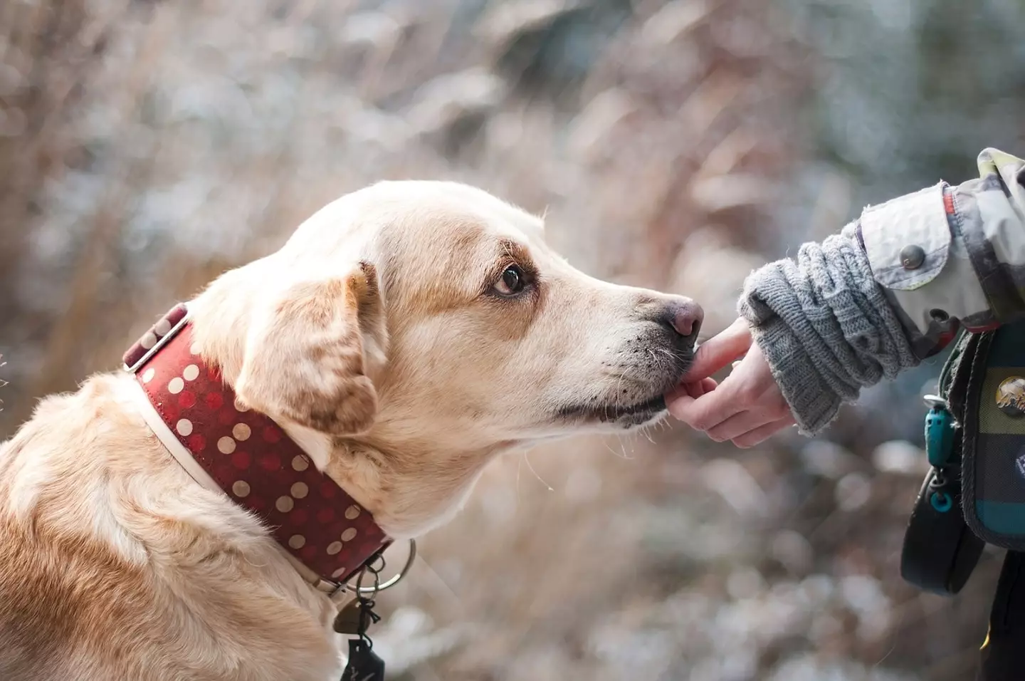 The vet said that dogs look for their owners whilst being put to sleep.