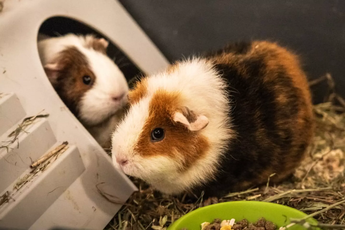 Guinea pigs, rabbits and chickens are among the animals the zoo are asking for (OLE BERG-RUSTEN/Getty Images)