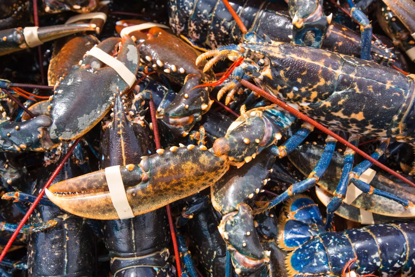 Even stunning the lobsters before boiling may not ensure an entirely painless death (