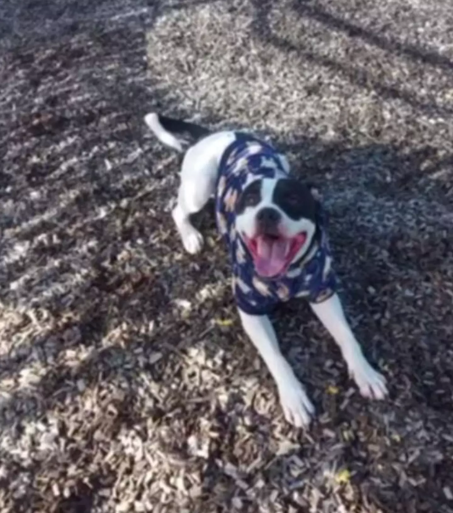 The attacking dog has been put down.