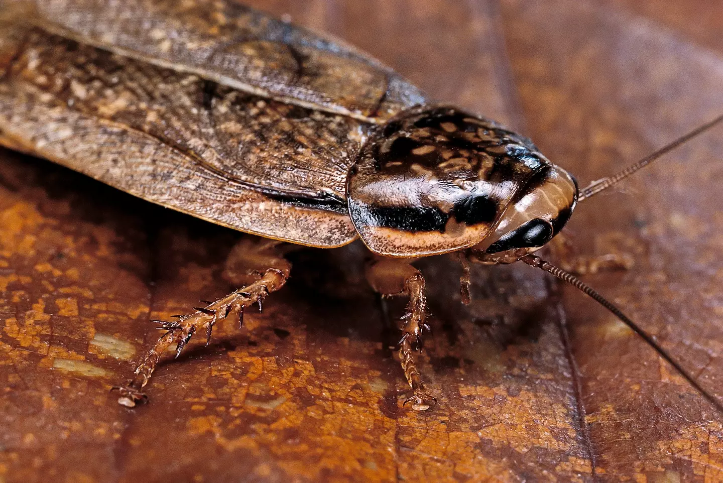 The San Antonio Zoo in Texas is offering people the chance to name a cockroach after their ex and feed it to an animal on Valentine's Day.