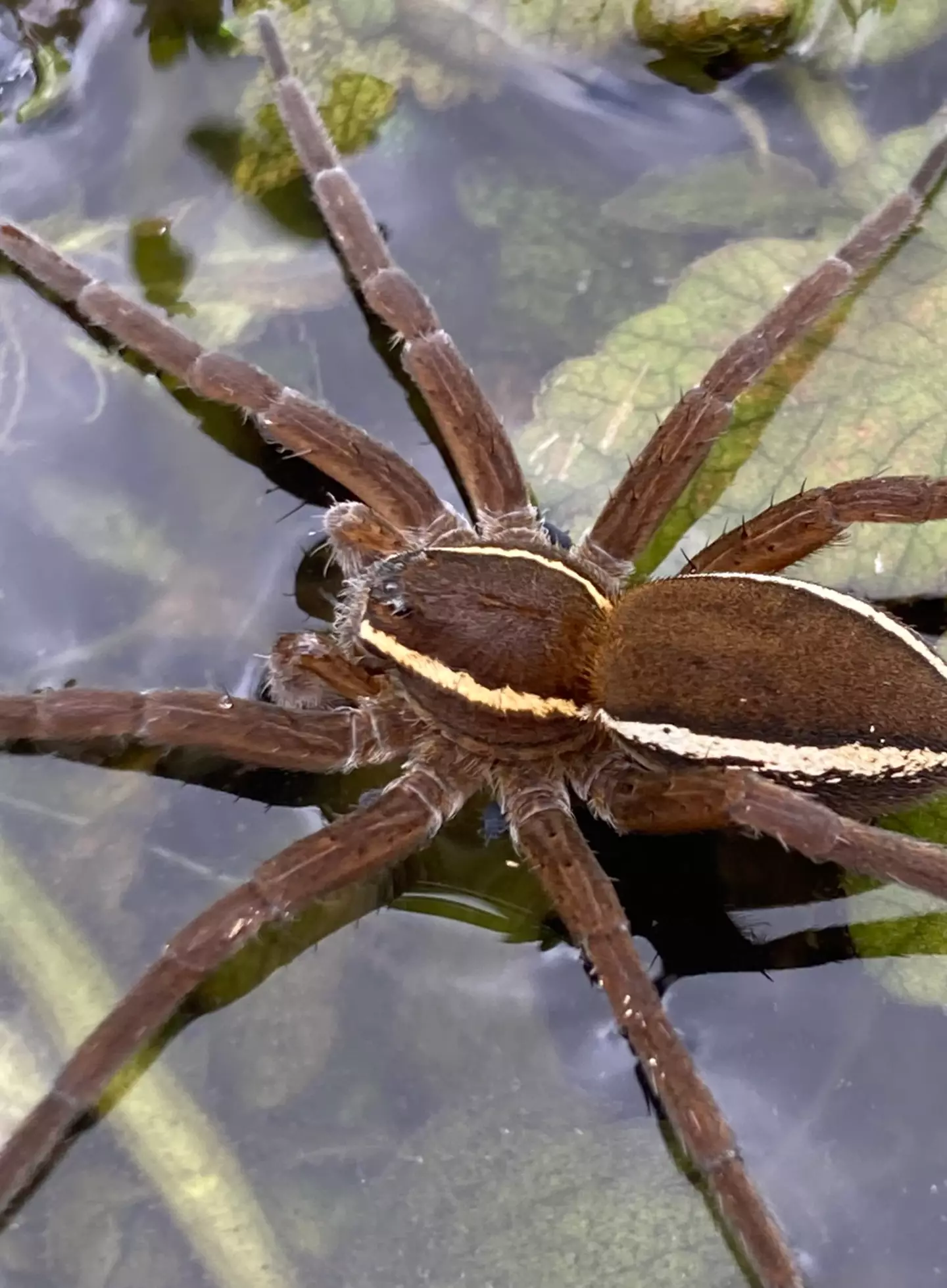 The spiders are making a comeback. (X/@SWT_NE_Reserves)