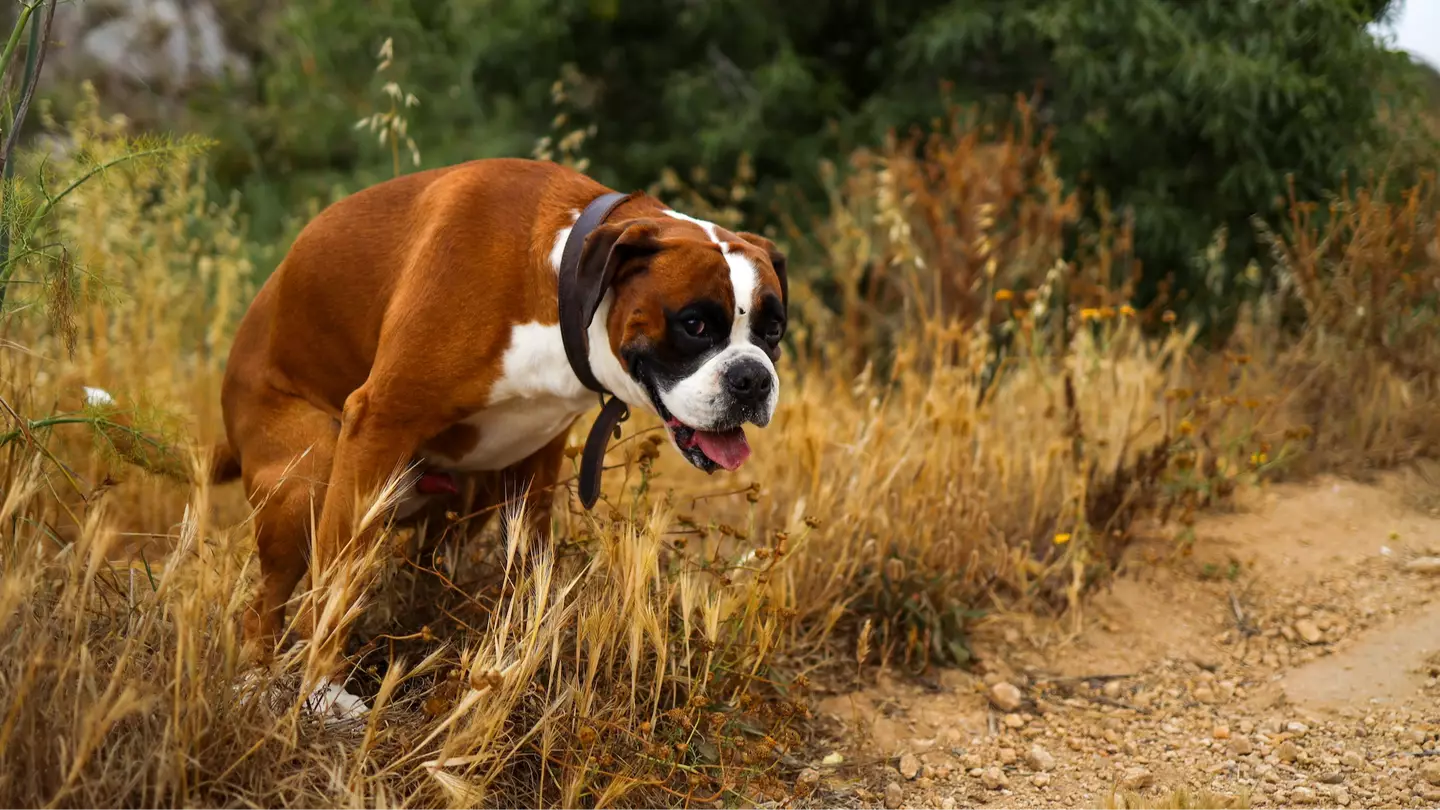 Sad reason your dog stares at you when having a poo