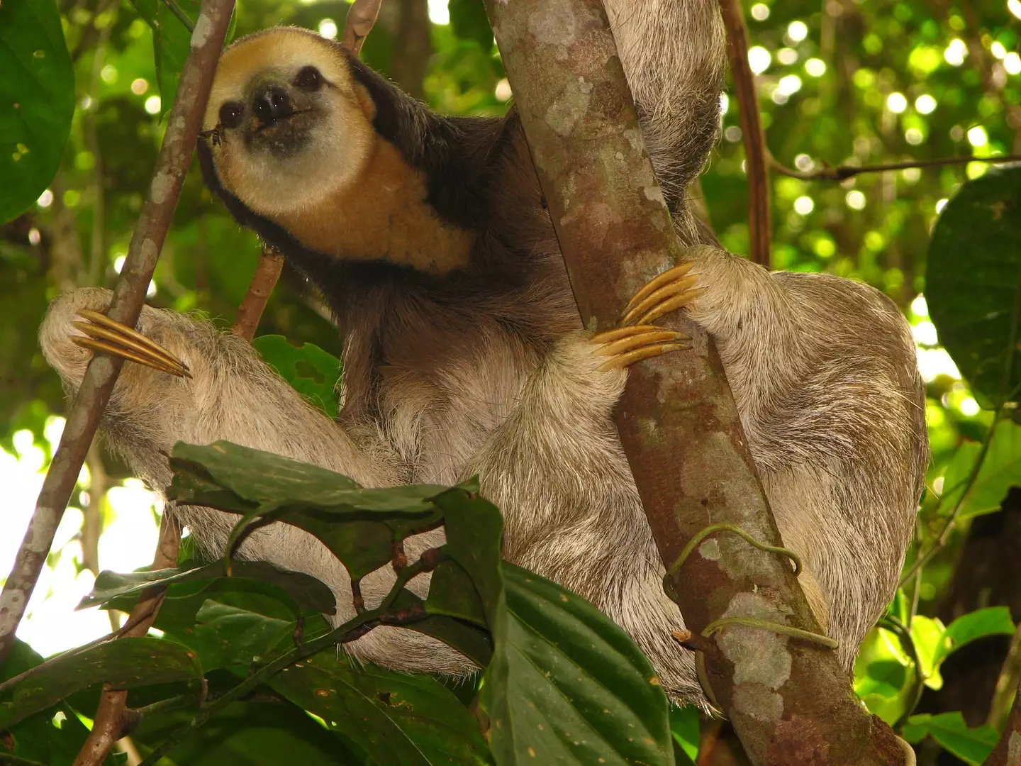 The virus is named after pale-throated sloths (Getty Stock Photo)