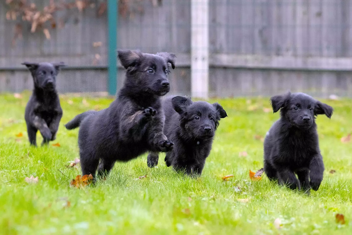 The puppies will be trained as guide dogs (