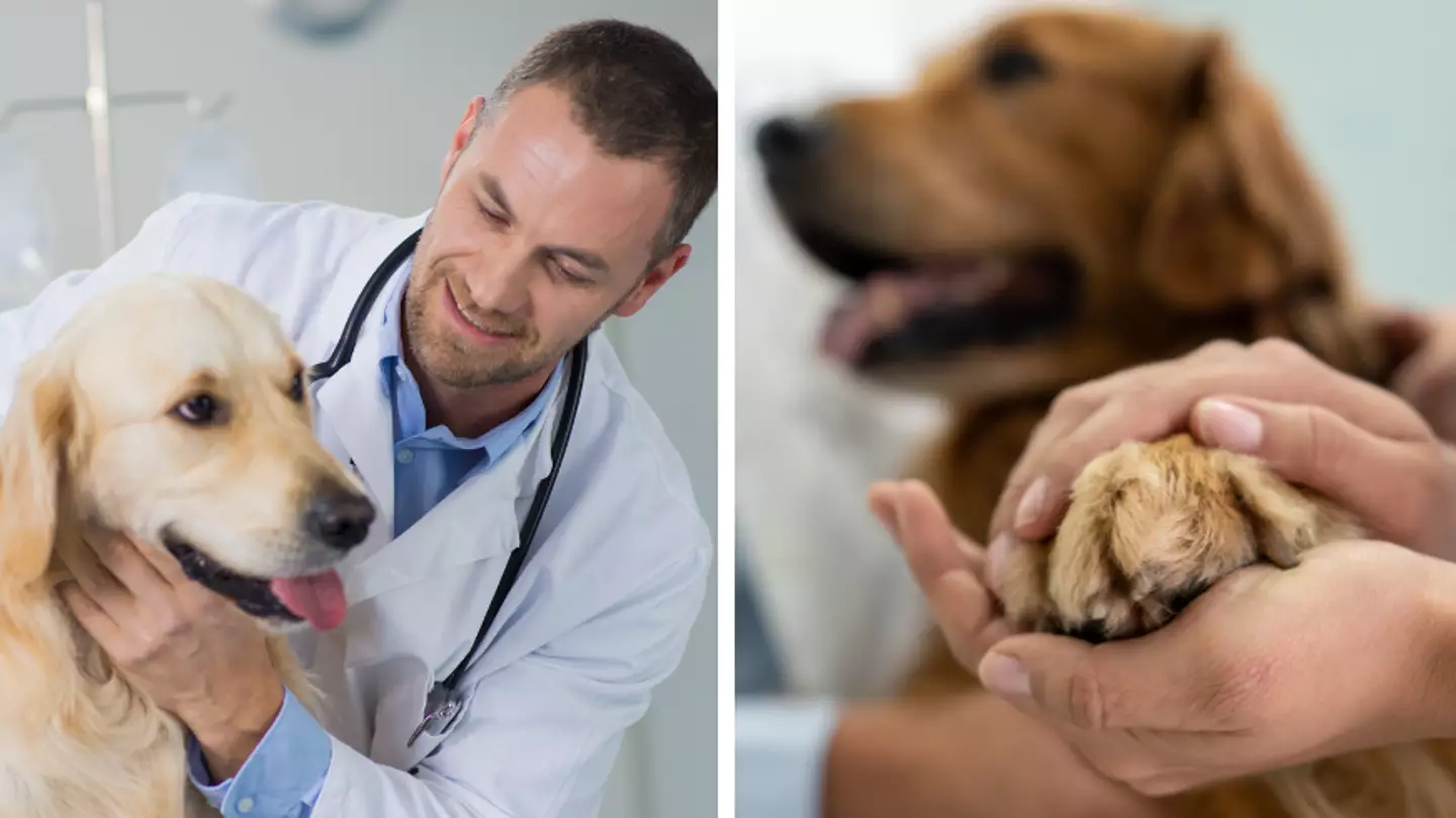 Vet issues heartfelt plea after dog tries to leave room with owner when being put to sleep