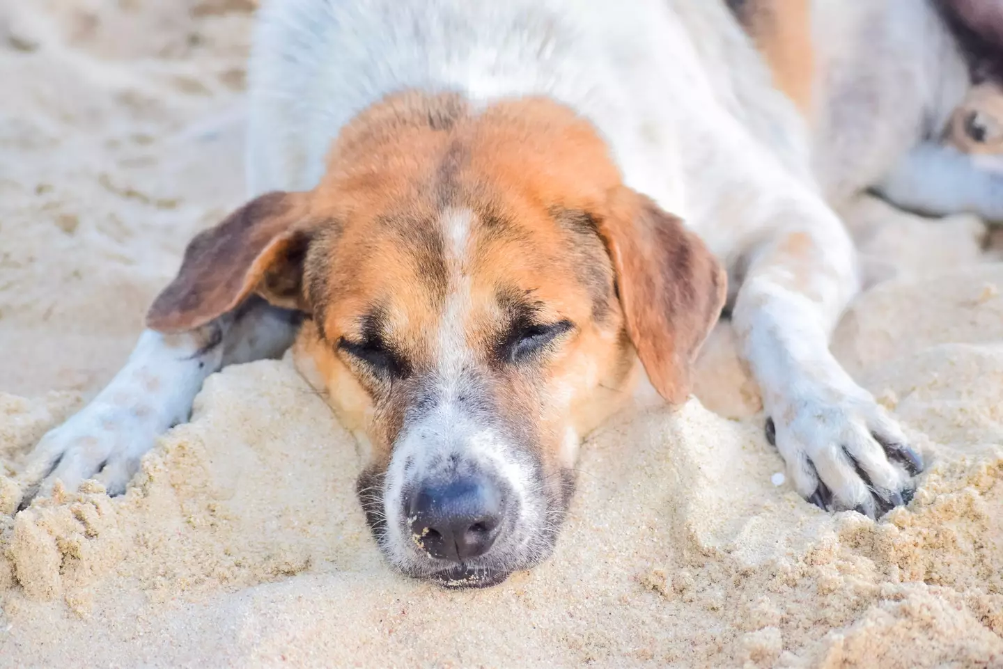 Kennel Store has revealed the signs of heatstroke in dogs.