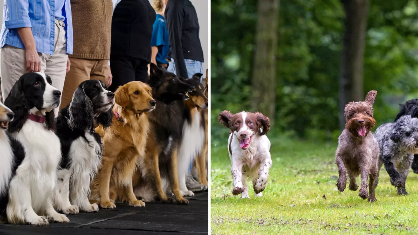 Dog trainer says there’s only one breed he thinks is a ‘terrible choice’ for families to choose