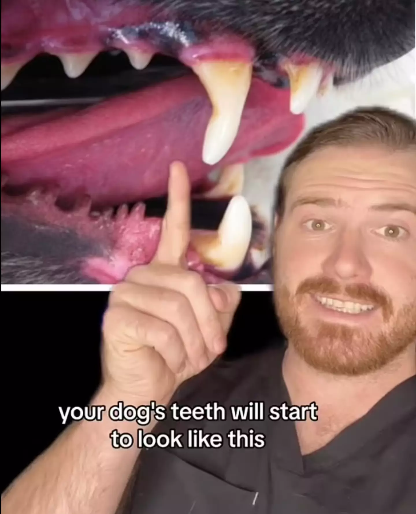 This is what your dog's teeth could look like.