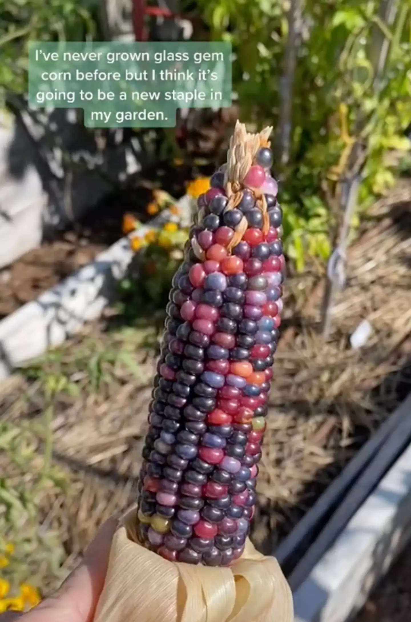 People are obsessed with the colourful corn (