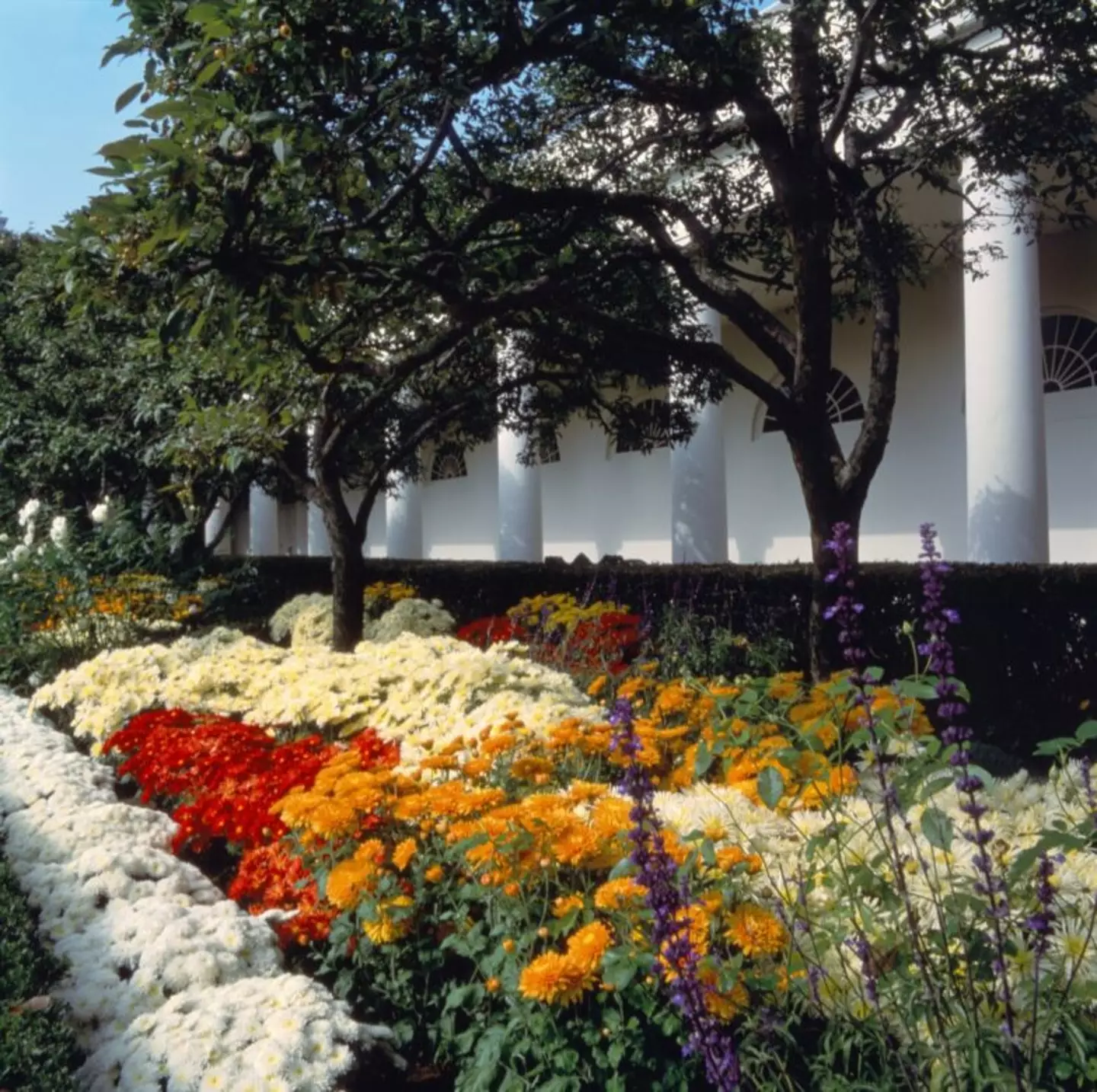 The beloved White House Rose Garden is undergoing a 'restoration' project (The White House Historical Association)
