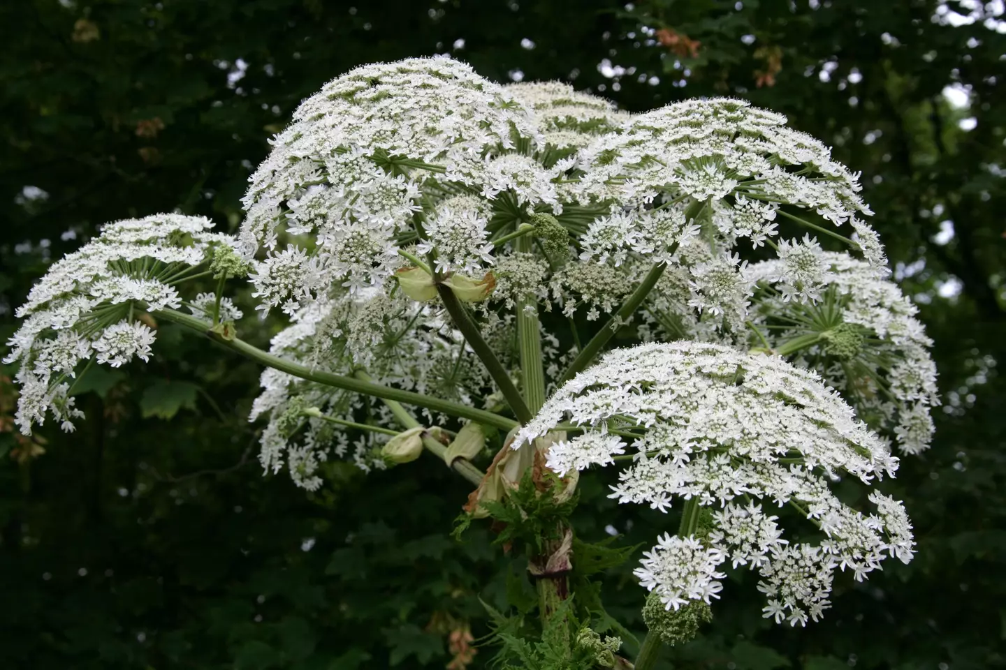 A dog has sadly died after being stung by a deadly plant.