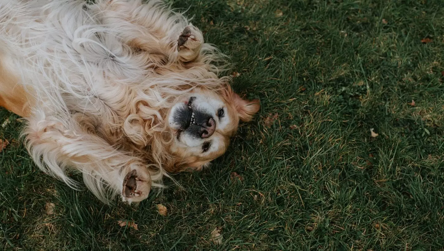 Pet owners are being warned ahead of the jaw-dropping event (Getty Stock Image)