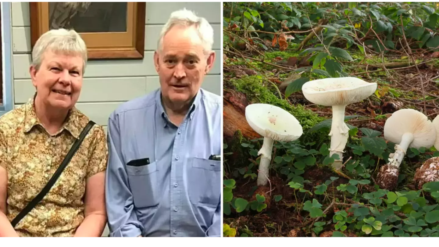 Sole survivor of poisonous mushroom lunch that killed three finally allowed home