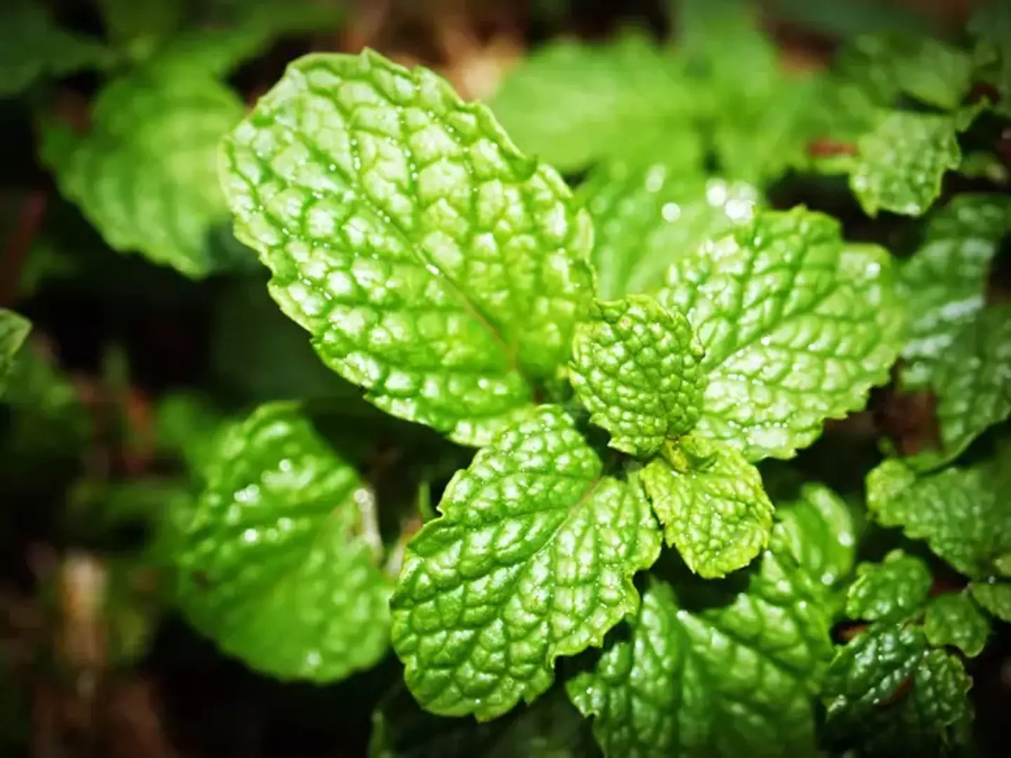 Spiders don't like the scent of mint or lavender, so maybe it's time to get some new plants for the home.