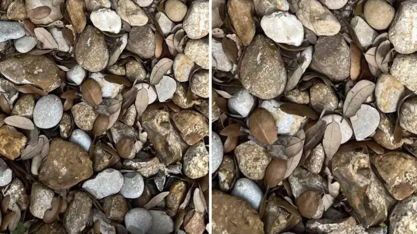 People losing their minds trying to find wedding ring in viral photo