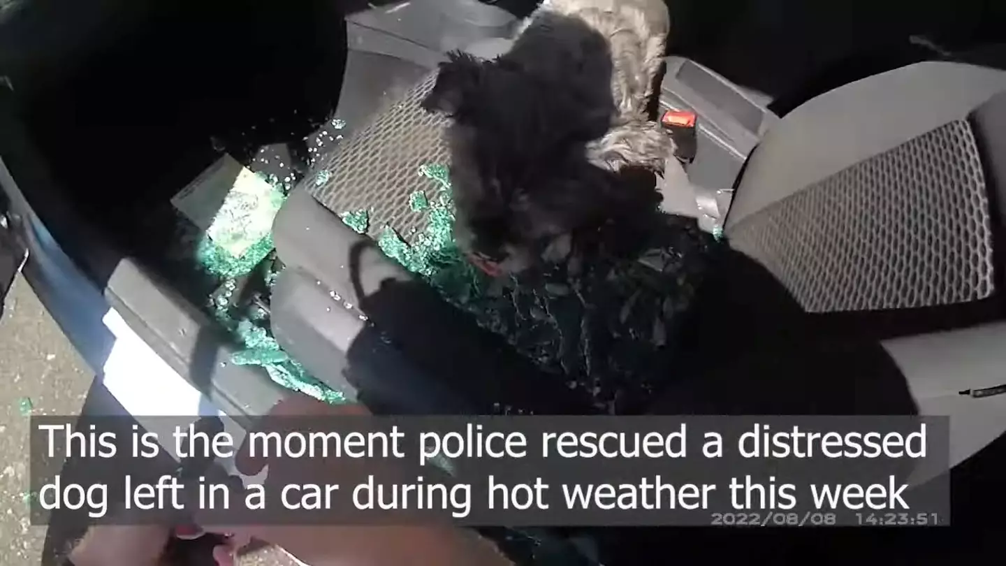 Police rescued the Shih Tzu from the boiling hot car.