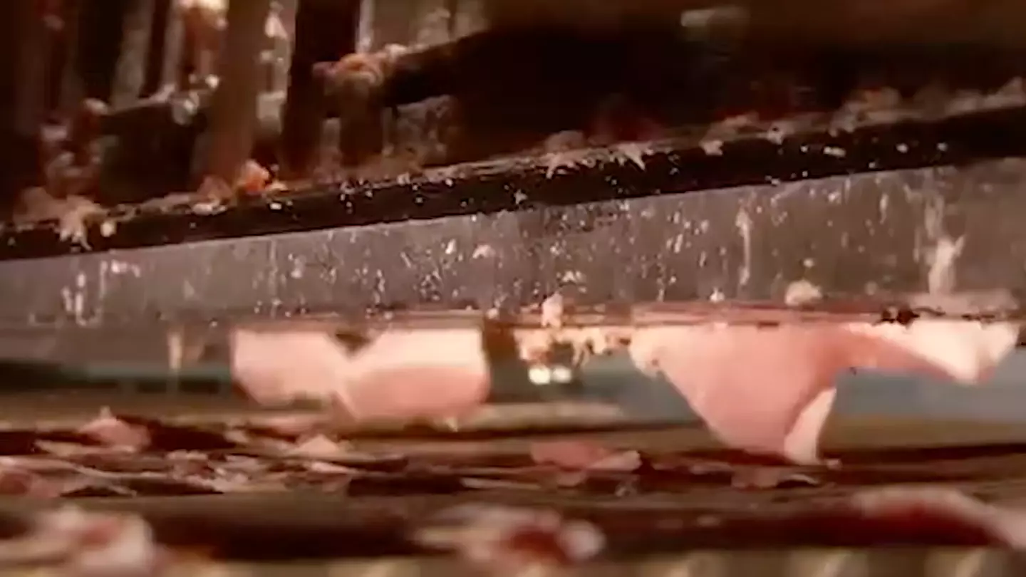 People vow to never eat bacon again after discovering how it’s really made