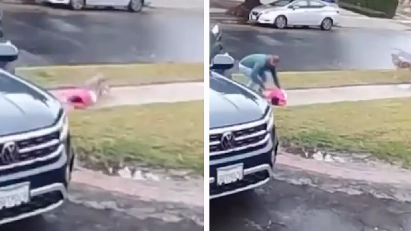 Horrifying moment coyote attacks toddler and drags them from front garden
