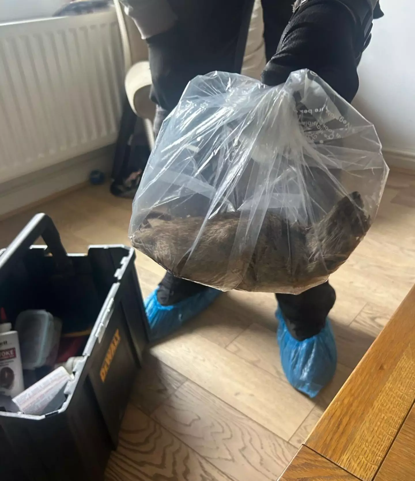 The rat measured in at a whopping 22 inches (Facebook/David Taylor and Stephen Martin - Eston Ward Councillors)