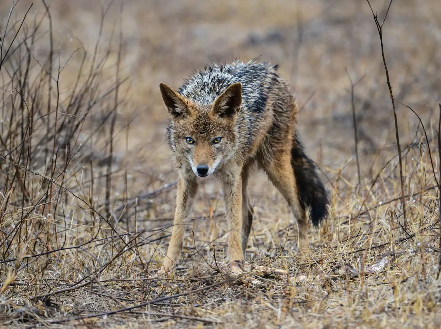 Coyote attacks in the US are fortunately very rare.