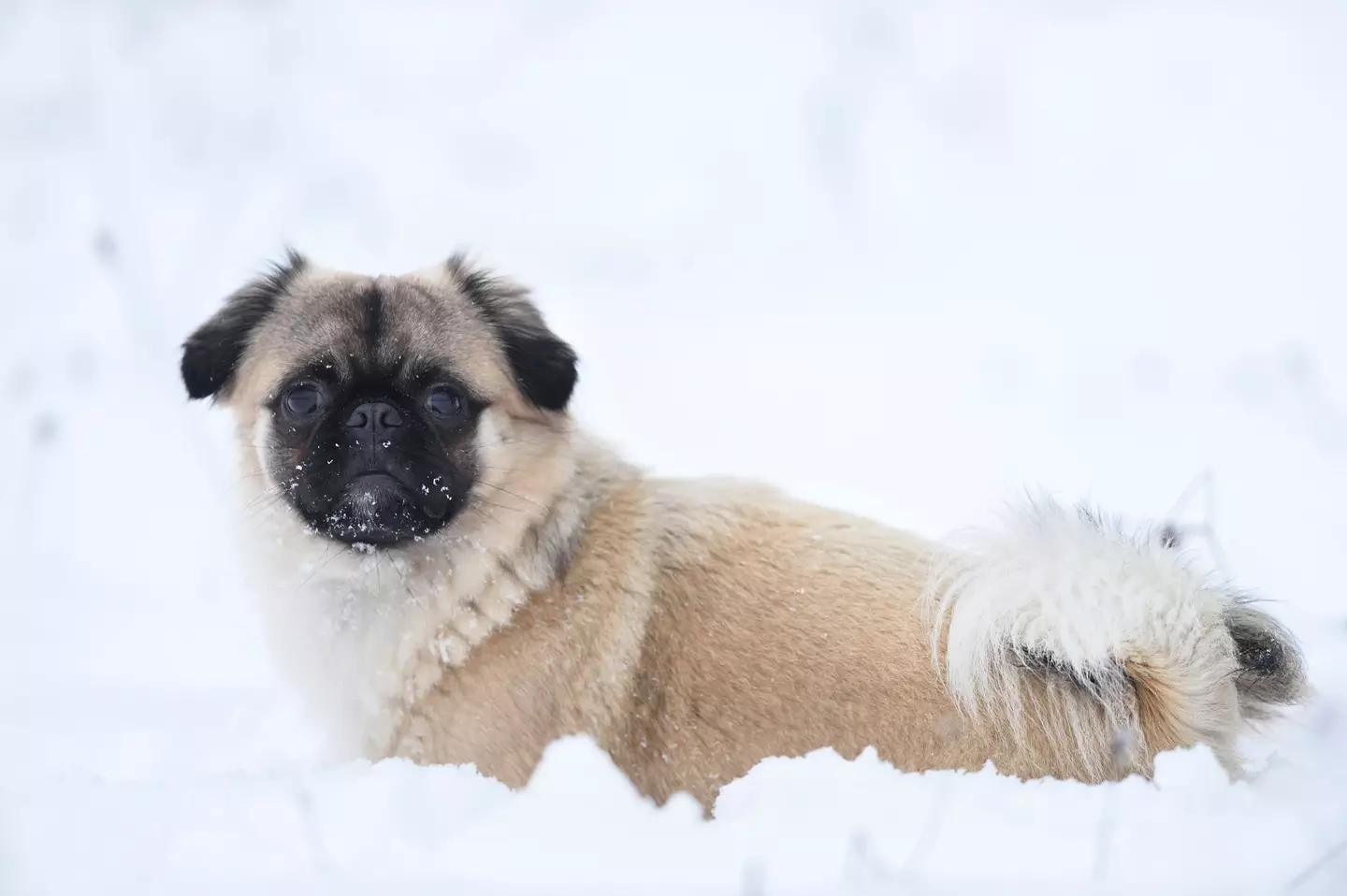 Smaller dogs are more at risk in icy temperatures (