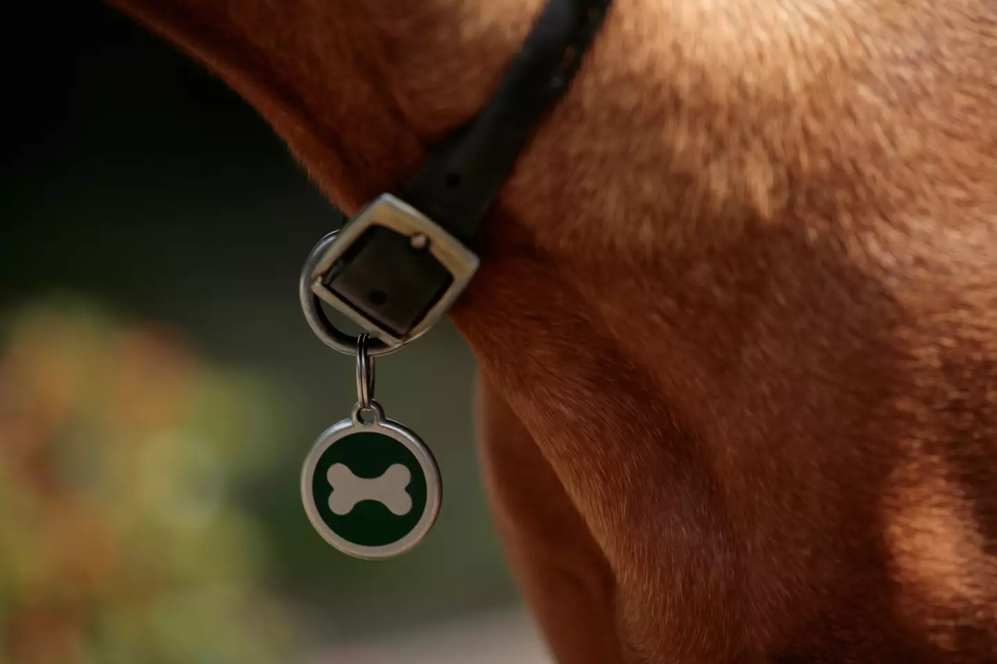 Dog owners often include their contact details on their dog's collar.