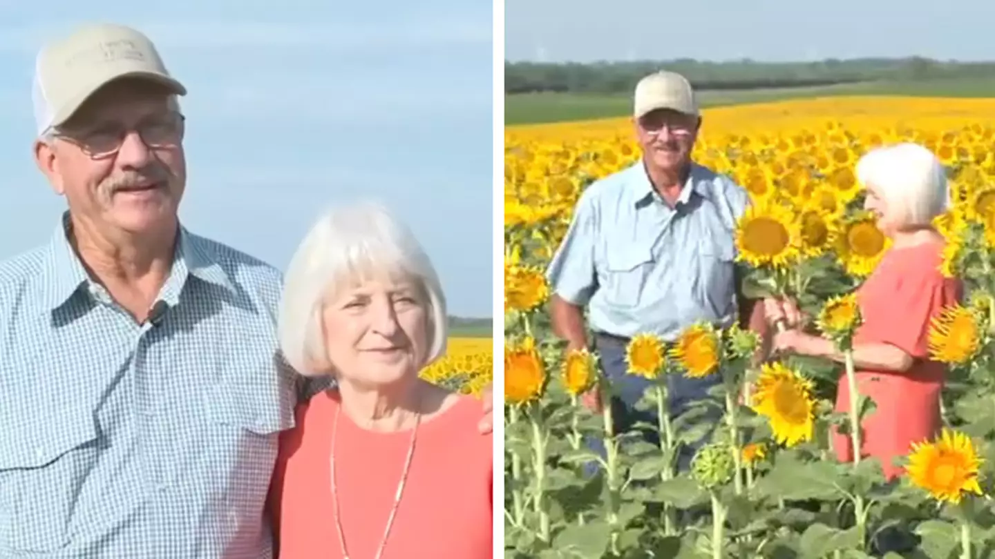 Man plants 1.2million sunflowers in field as 50th wedding anniversary present for wife