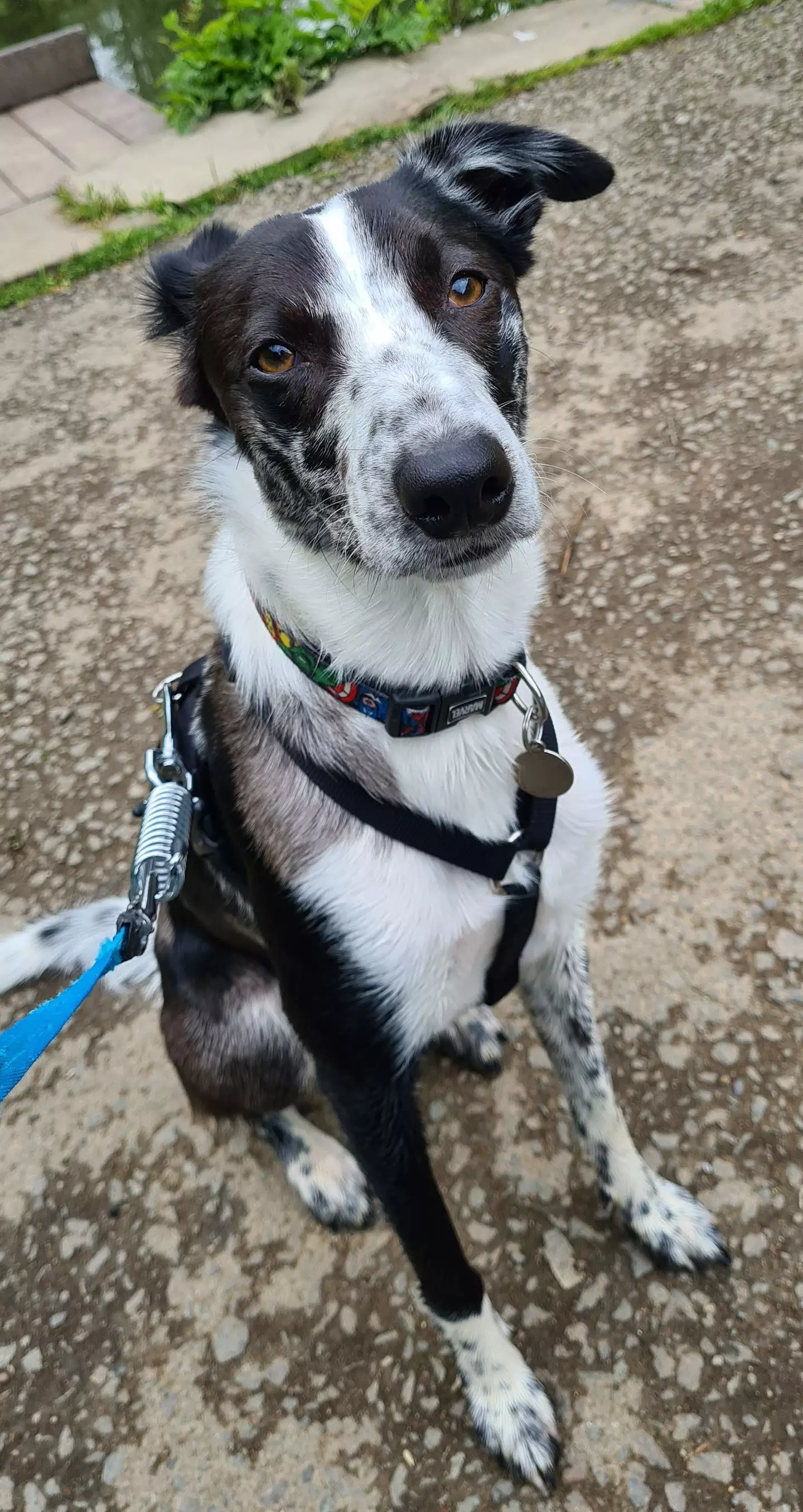When her two-and-a-half-year-old Border Collie wouldn't stop sniffing her bum, it prompted Lindsey to book an appointment with her GP, which led to her cancer diagnosis.