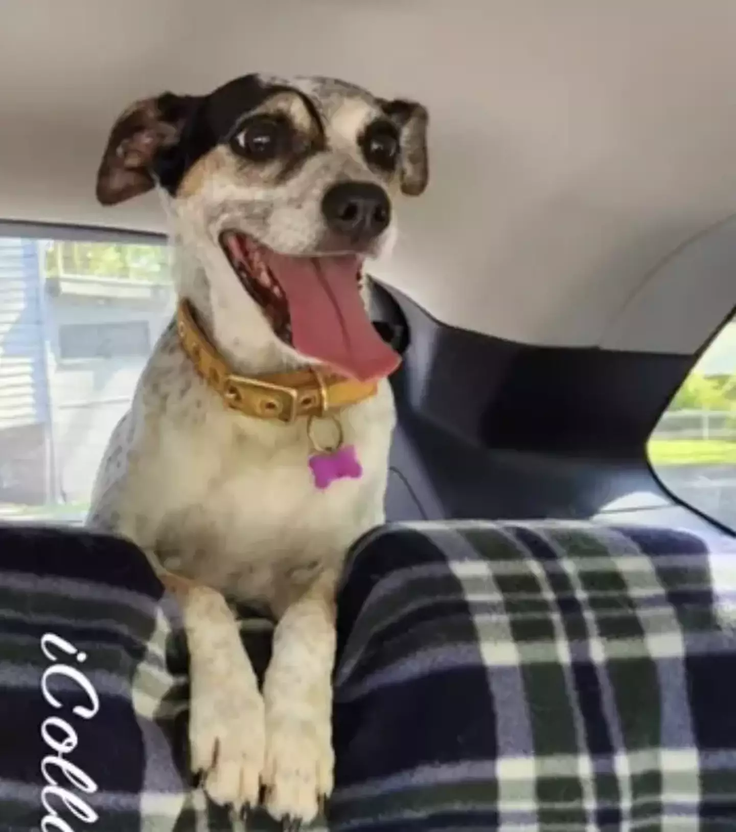 Indi died after the 'terryfying' attack in the river.