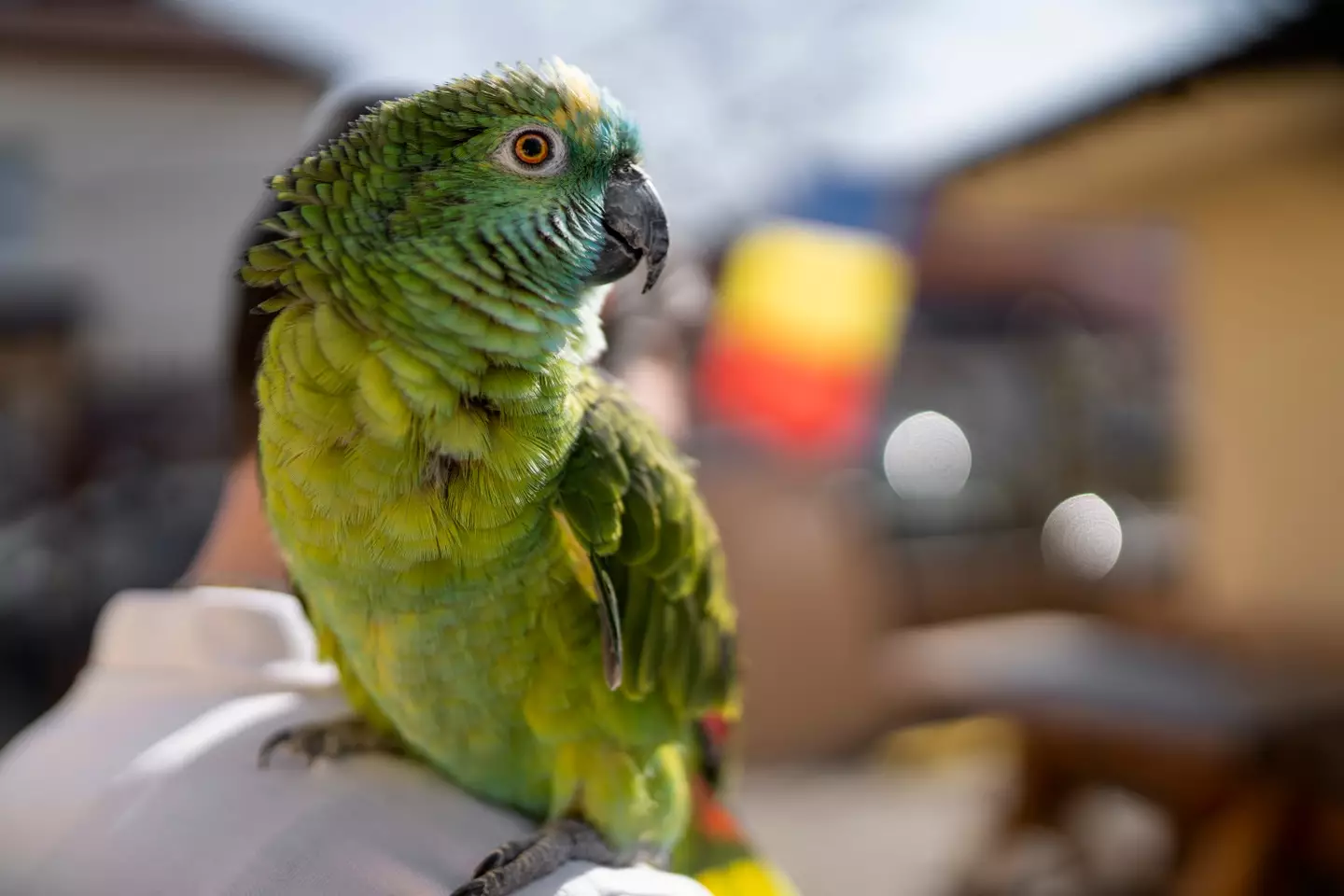 Ben says parrots need lots of space and stimulation.