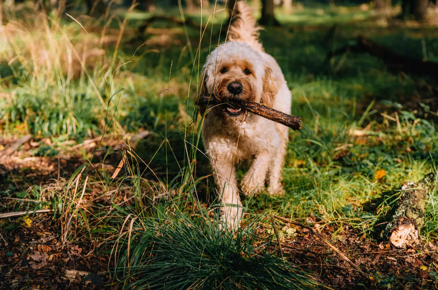Sticks can be dangerous for dogs (Getty Stock Photo)