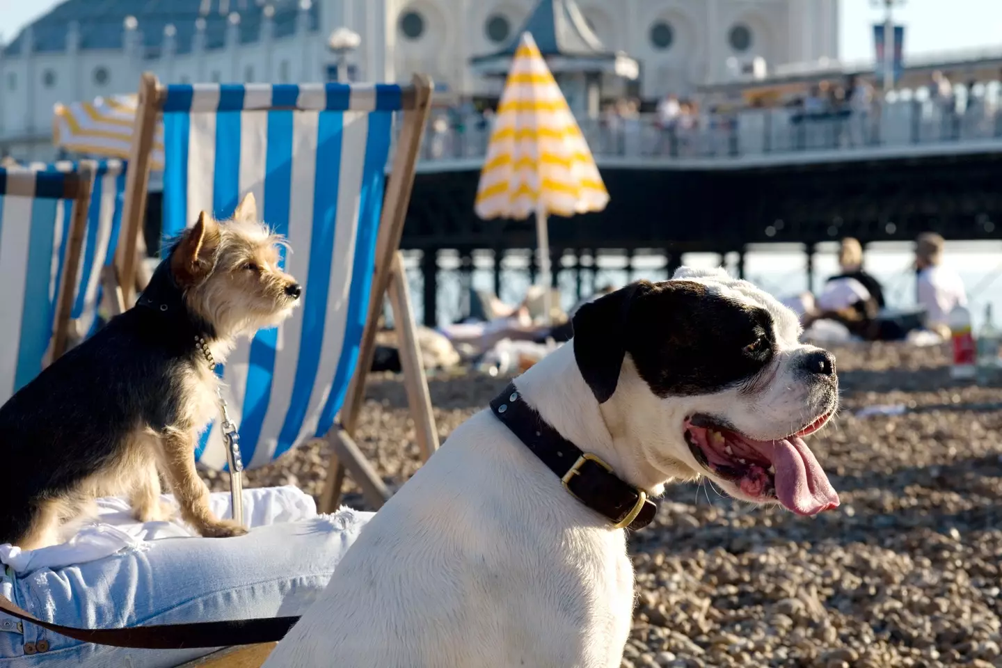 Dogs on Brighton Beach.