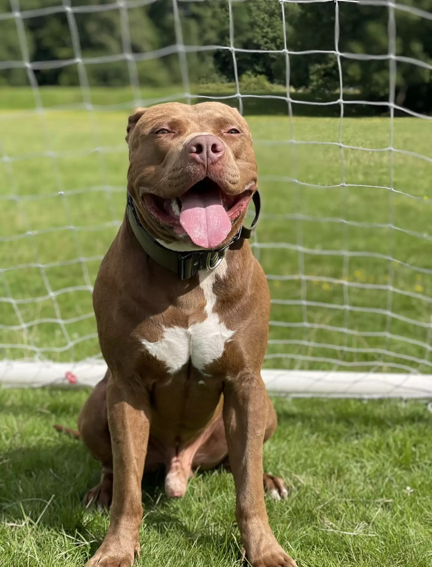 Costa is an 18-month-old American XL bully and weighs 50kg.