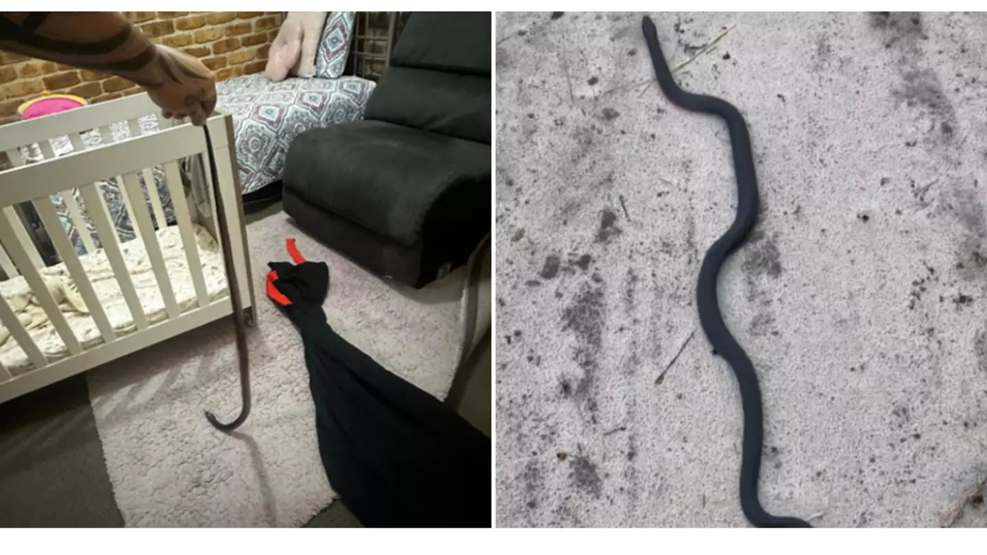 Facebook / Tilligerry Reptile Relocation Services