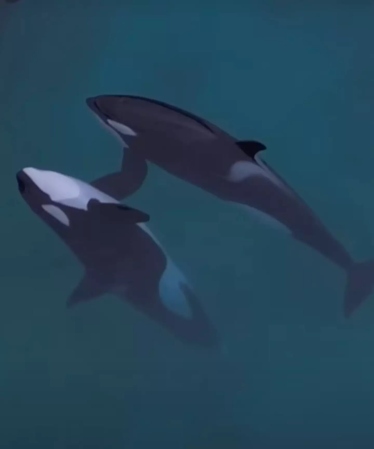 The two orcas could be seen drifting in the water (Seph Lawless)