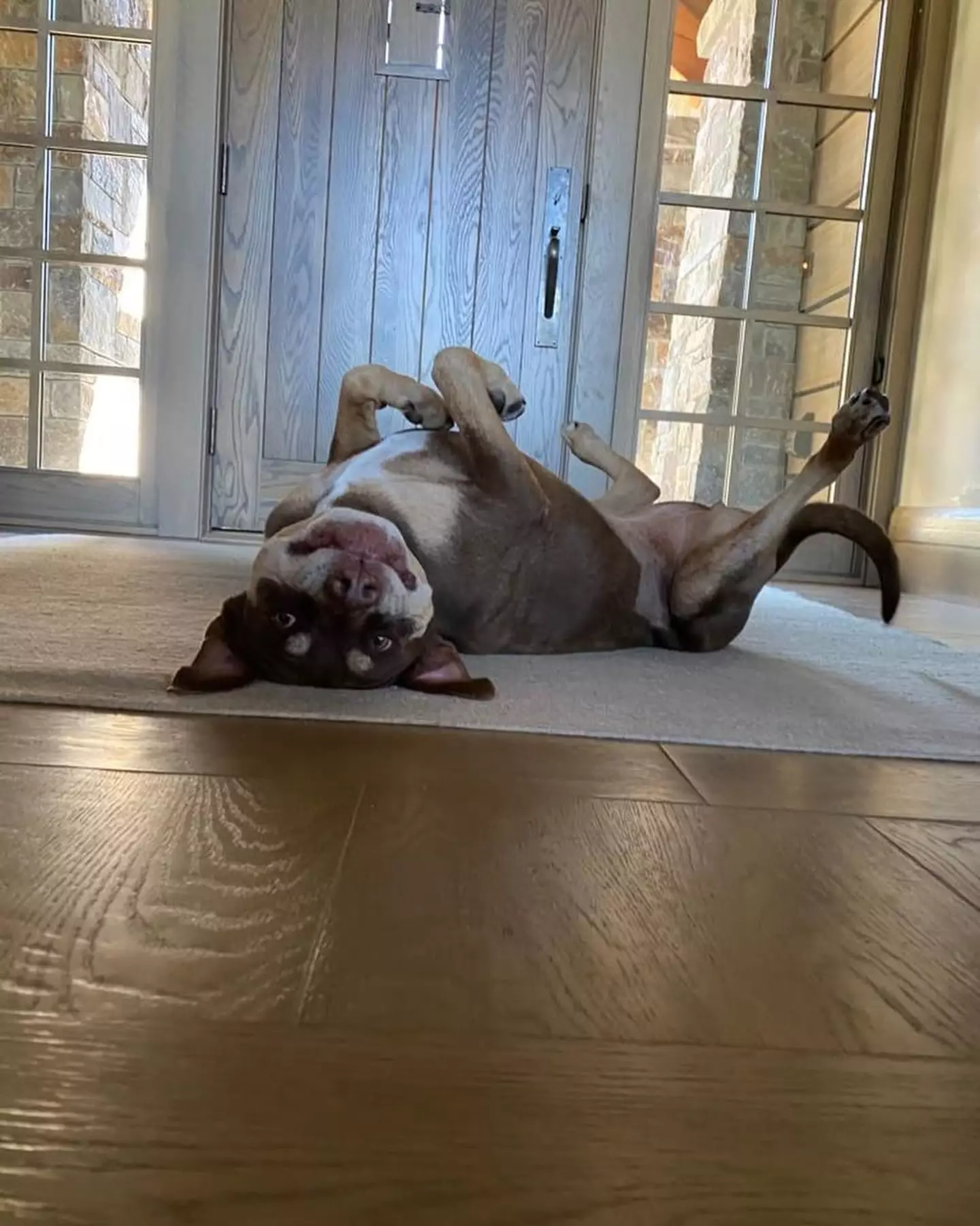 Brady now has a puppy named Junie (Instagram/@tombrady)