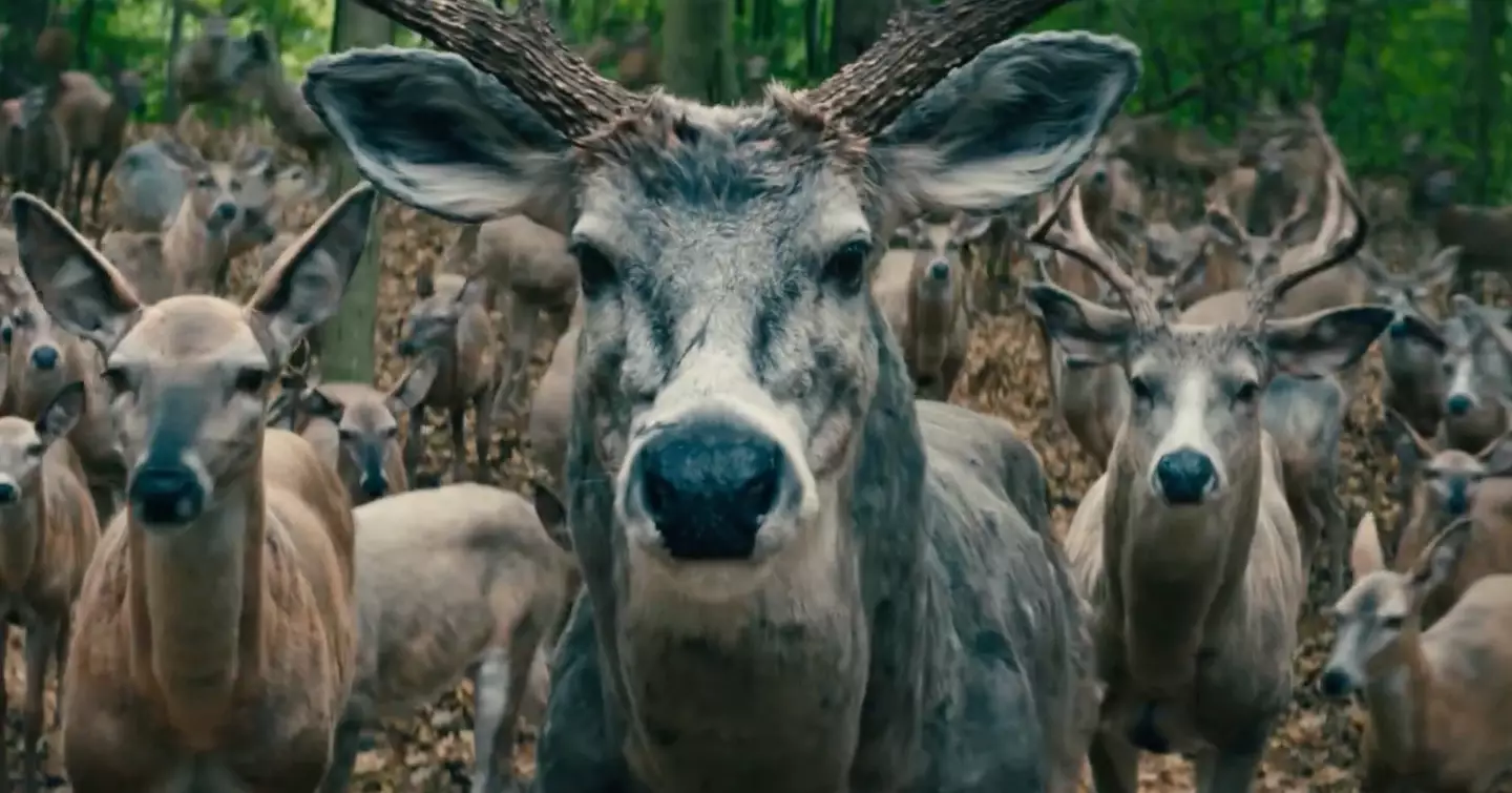 Director Sam Esmail revealed the meaning behind the deer.
